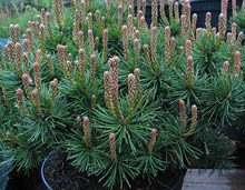Pinus mugo Mops 'Westerstede'