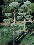 Juniperus virginiana Glauca (Formschnitt)
