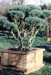 Pinus sylv. Watereri
