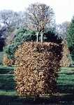 Carpinus betulus Formschnitt