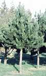 Pinus leucodermis Stamm