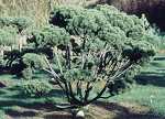 Pinus mughus (malerisch geformt)