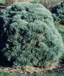 Pinus Watereri