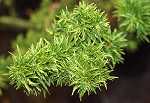 Acer palm. 'Shishigashira'
