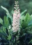 Clethra alnifolia Rosea