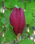 Magnolia 'Genie'®
