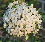 Viburnum burkwoodii Conoy - Blte