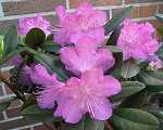 Rhododendron carolin. 'P.J. Mezitt'
