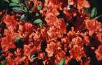 Rhododendron obtusum 'Fridoline'
