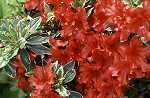 Rhododendron obt. 'Hot shot variegated'