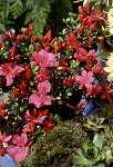 Rhododendron obtusum 'Little Red'