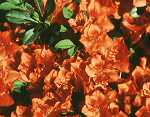 Rhododendron obt. 'Geisha orange'