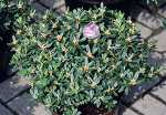 Rhododendron impeditum Blumiria