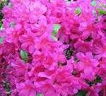 Rhododendron obt. 'Hans Scholl'