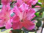 Rhododendron obt. 'Kirstin'