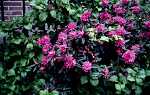Rhododendron rubiginosum