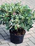 Rhododendron Hybr. 'Goldflimmer'