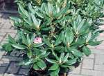 Rhododendron Hybr. Scintillation