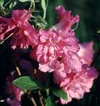 Rhododendron obt. 'Petticoat'