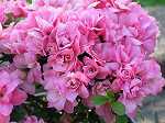 Rhododendron obt. 'Rokoko'