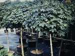 Acer platanoides "Globosum"