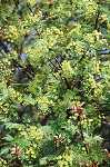 Acer platanoides "Globosum" - Blüte