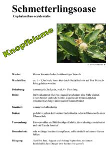 Verkaufshilfe Cephalanthus occidentalis