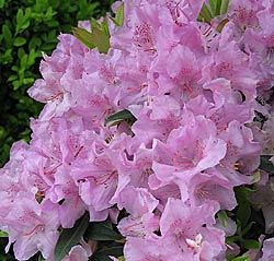 Rhododendron kel. 'Robert Seleger'